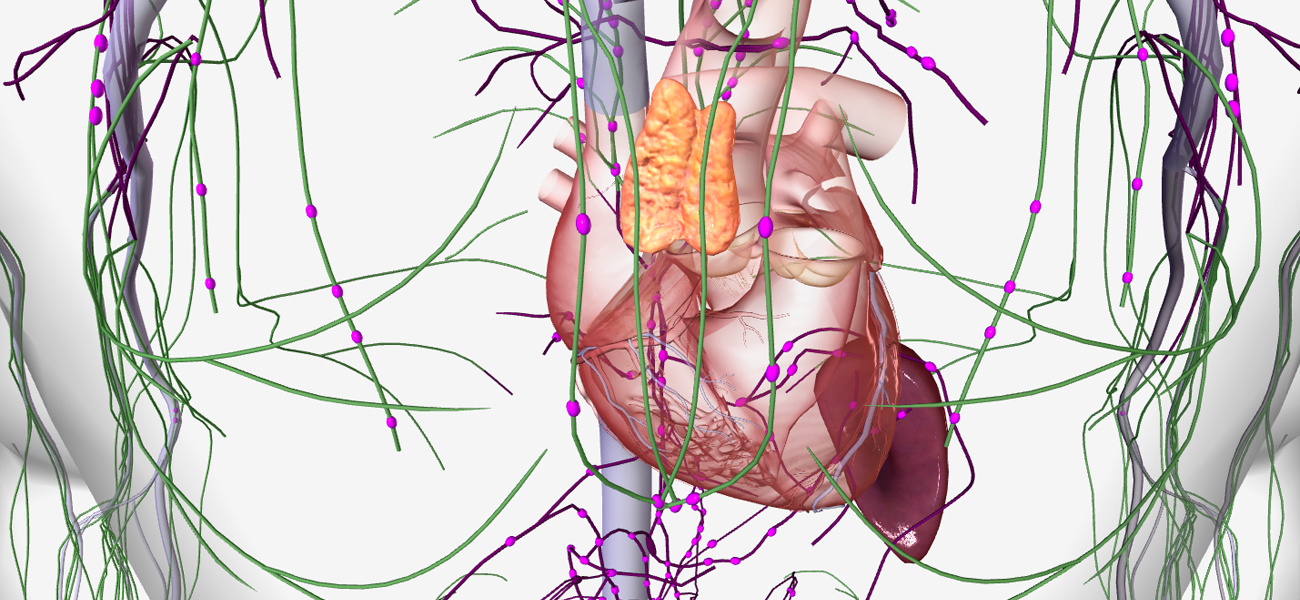 lymph node anatomy