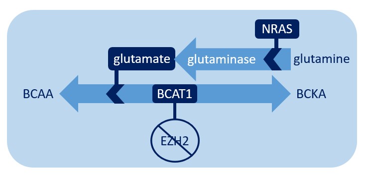 When EZH2 is deleted, BCAT1 facilitates amino acid metabolism. Glutamate, the production of which is promoted by NRAS, encourages this reaction to favor the production of BCAA.