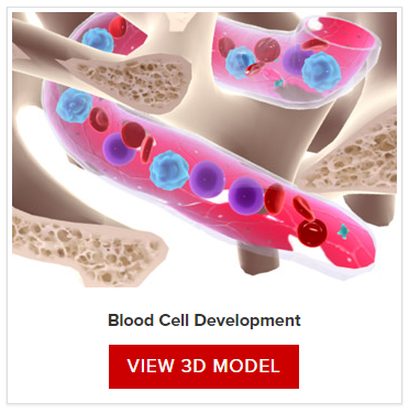 majs Et kors latin Low White Blood Cell Count | Its Impact On Your Health | LLS