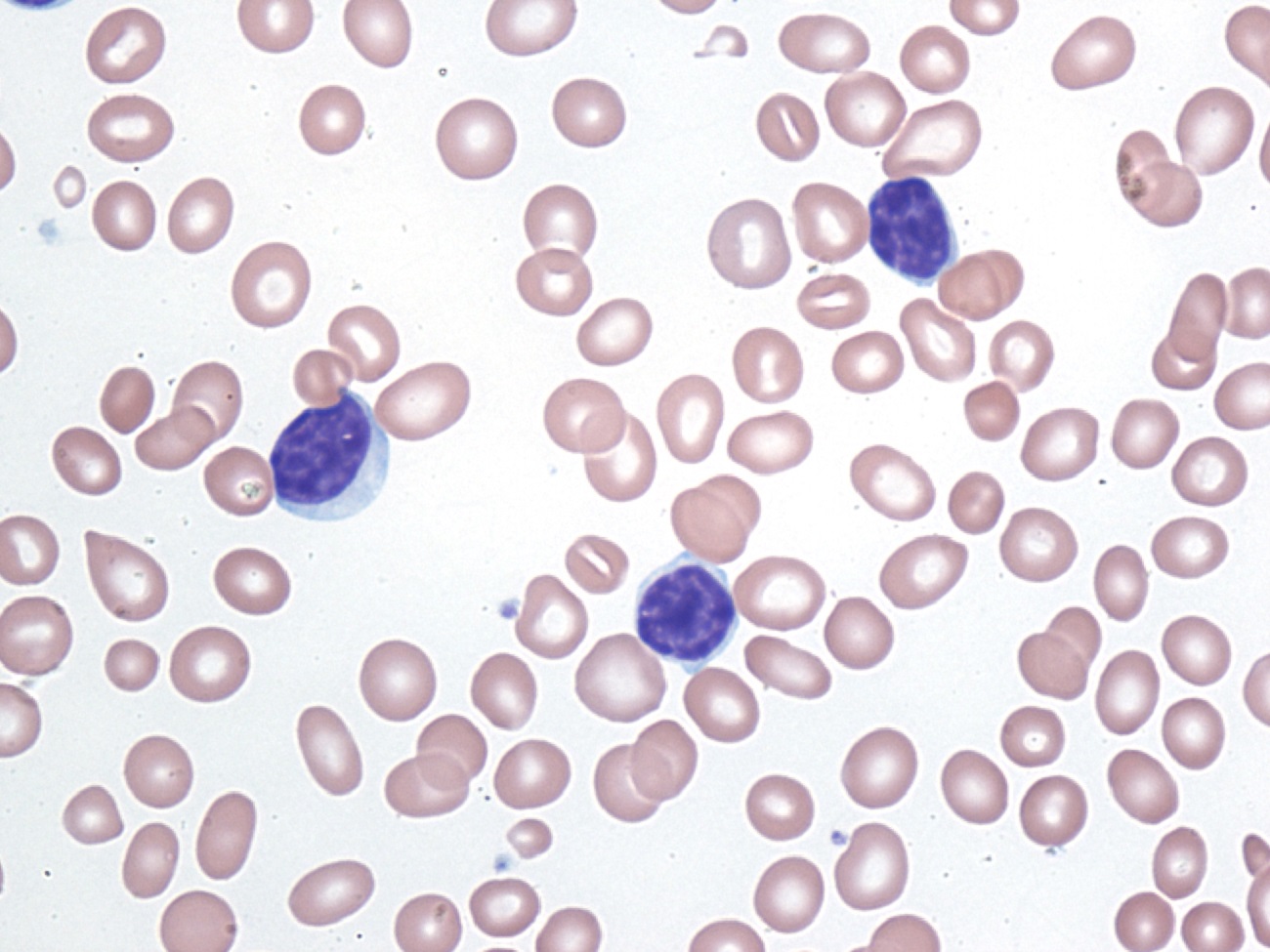 cells
