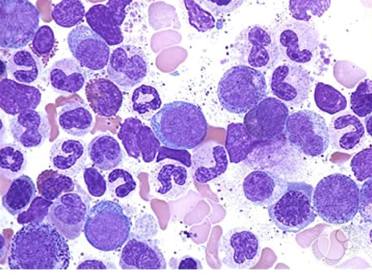 cells