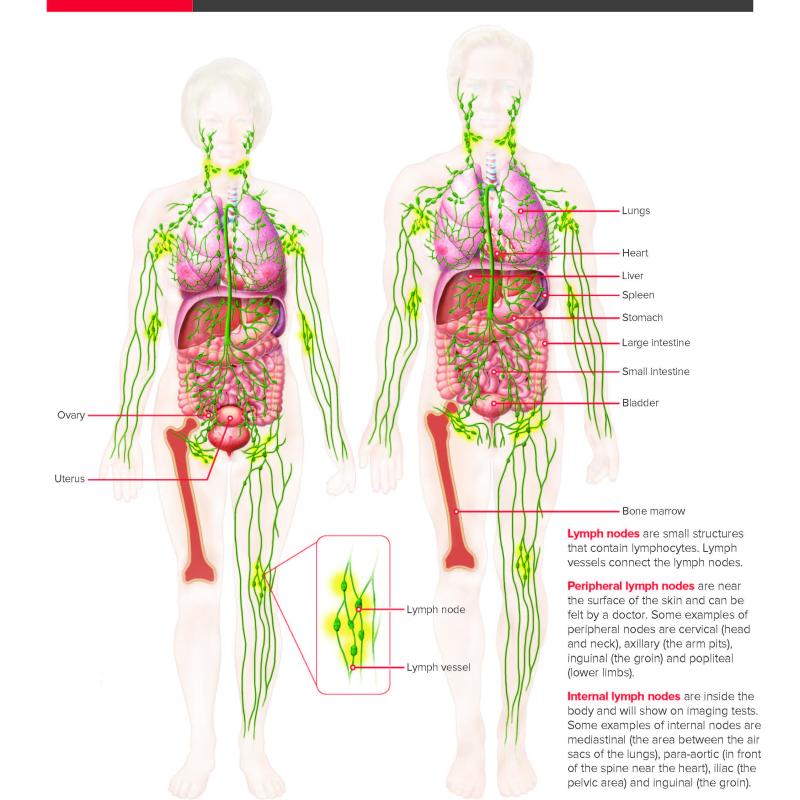 Blood Cells/Lymphatic System