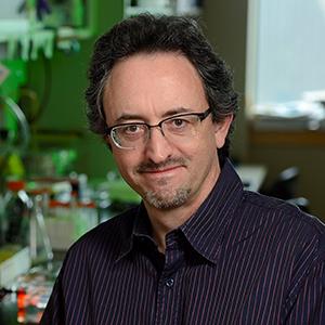 Joel Pomerantz