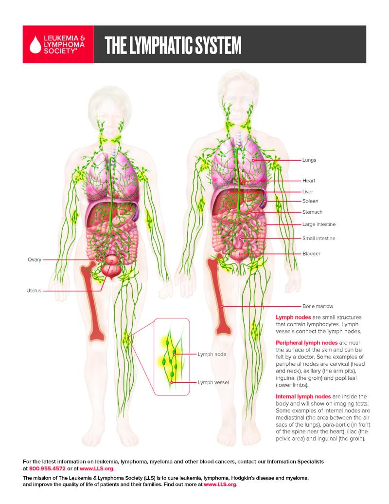 Blood Cells/Lymphatic System