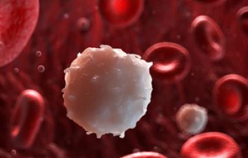image of red blood cells